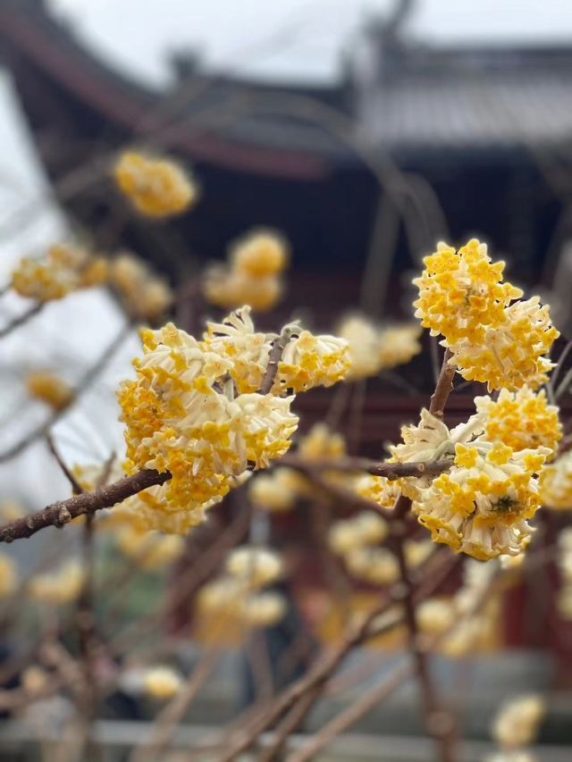 江浦公园旅行图片 3