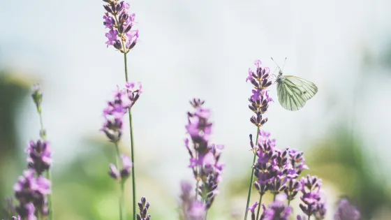 常州薰衣草莊園