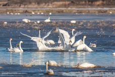 青海贵德黄河清国家湿地公园-贵德