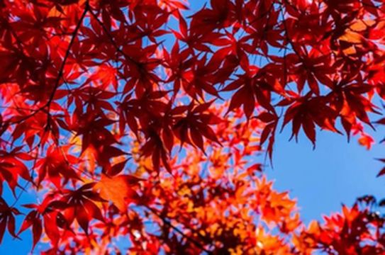 阿坝州红啦！秋色大片已上线！