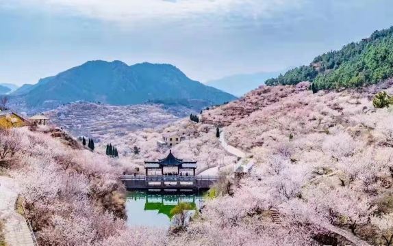 大崂樱桃谷