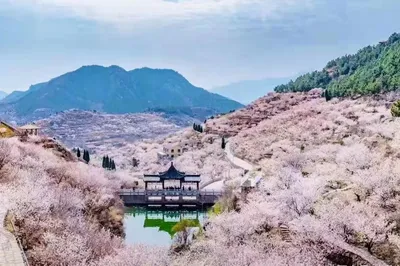 大崂樱桃谷