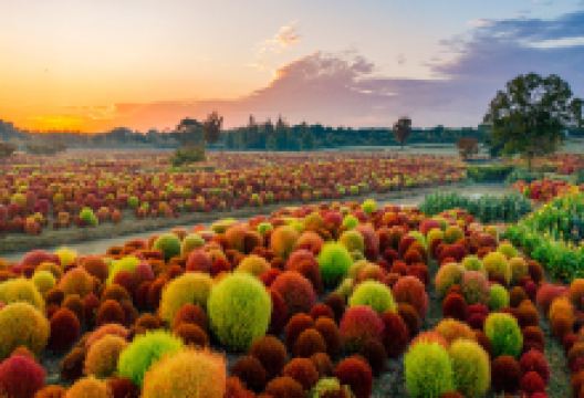 花开海上生态园景点图片