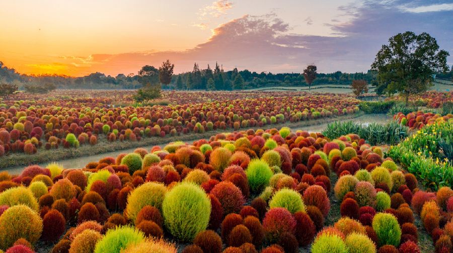 花开海上生态园
