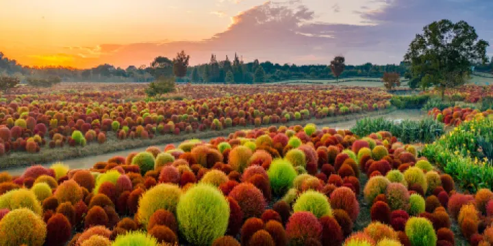 花開海上生態園