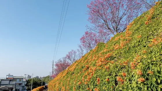 銅鑼炮仗花海公園