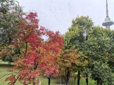 雪朗峰-劳特布龙嫩-Lavender and Sun