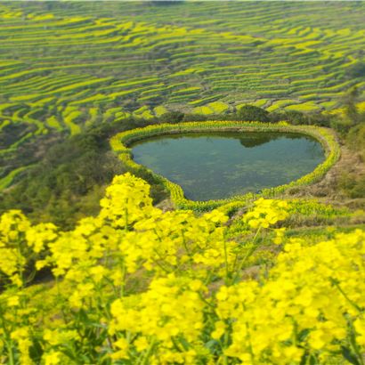 黄山+宏村景区+婺源篁岭景区3日2晚自由行