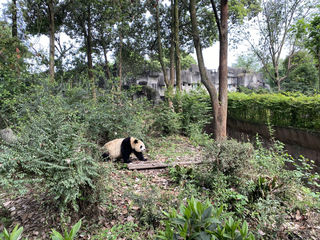 重庆+成都8天7晚，自由行峨眉山+乐山大佛经典一日游