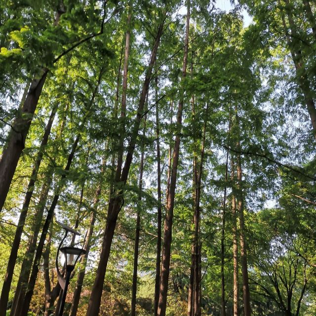 白鹿公园旅行图片 2