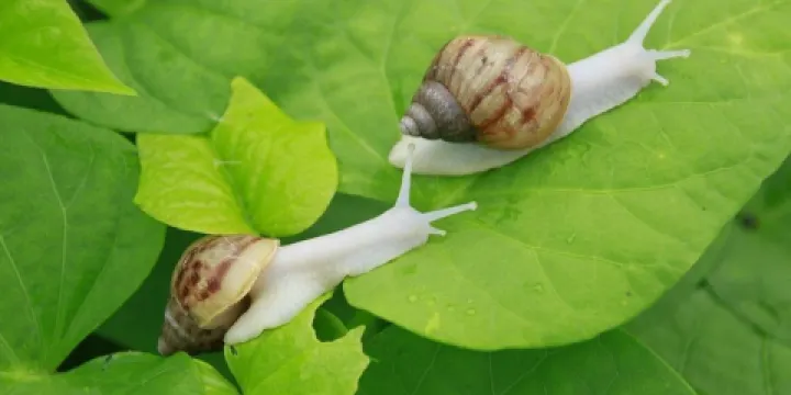 小品蝸牛生態農場