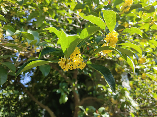 桂花，初秋不可辜负的那缕香