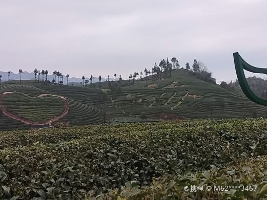 风冈县知青茶山景区