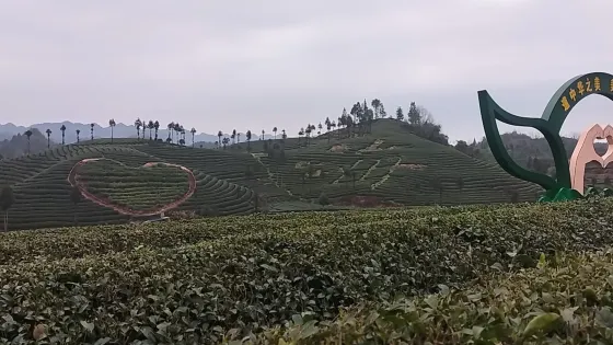 風岡縣知青茶山景區