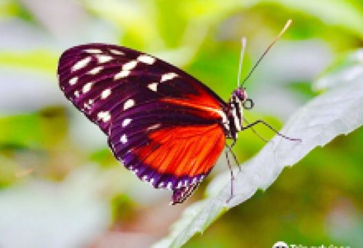 剑桥蝴蝶保护馆景点图片