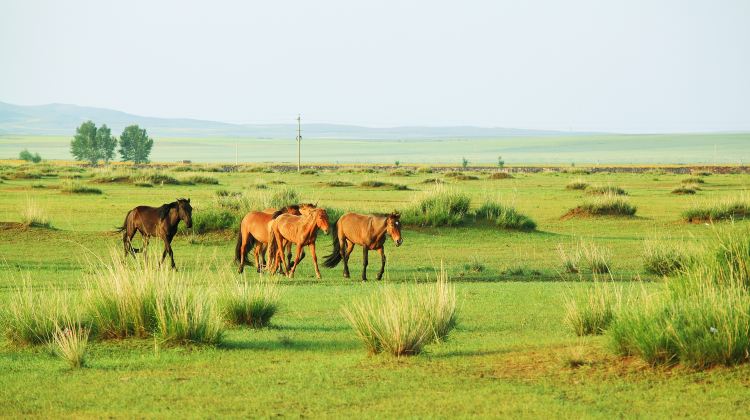 5D4N · Private Tours · 5-Star Hotel Upgrade-Beijing Departure,Xilamuren Grassland Horse Riding & Whistling Dune Bay Unlimited Fun