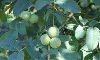 北京去不了,咱们就在家门口承德兴隆青松岭铭畅农家院登山徒步