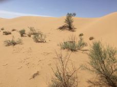 腾格里沙漠-中卫-酒仙老周