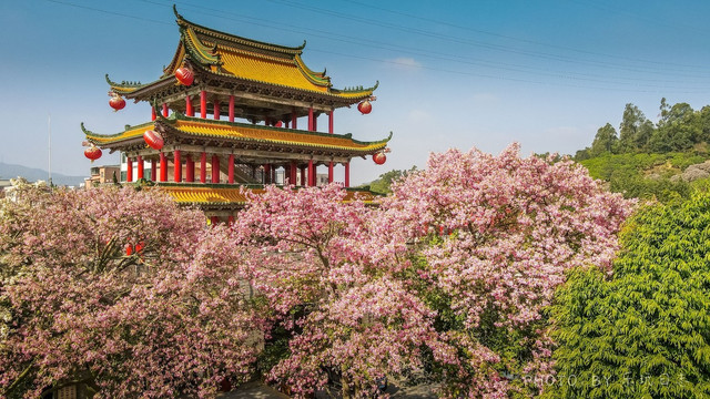东莞观音山,邂逅一片初冬限定花海,为你下一场粉色的“雪”