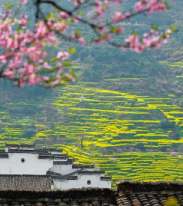 思溪延村度假区游记图文-平原油菜花开正盛，婺源油菜花3月初进入最佳观赏期！【2月22日 婺源油菜花