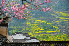 思溪延村度假区游记图片] 平原油菜花开正盛，婺源油菜花3月初进入最佳观赏期！【2月22日 婺源油菜花