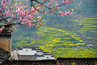 平原油菜花开正盛，婺源油菜花3月初进入最佳观赏期！【2月22日 婺源油菜花