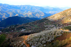 奉化区游记图片] 驰骋四明山、穿越覆卮山，春日里浙东观山赏花二日自驾游。