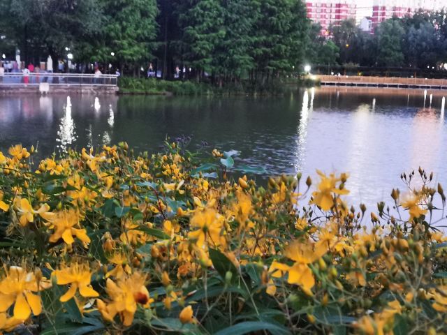金桥公园旅行图片 2