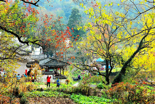 塔川,徽州的一个小村庄,每年秋天摄影爱好者必去的地方