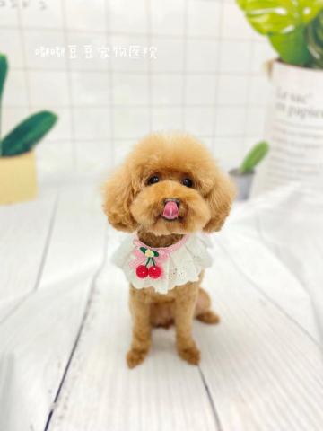 酷狗苑宠物(西渡店)