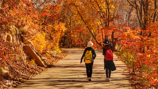 又快到了去本溪赏枫的季节，枫林谷是我退休以后每年都要去的地方