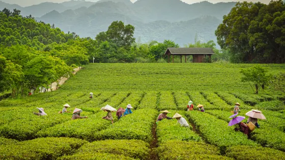大明山萬古茶園