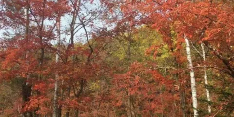 紅葉谷谷中谷景區