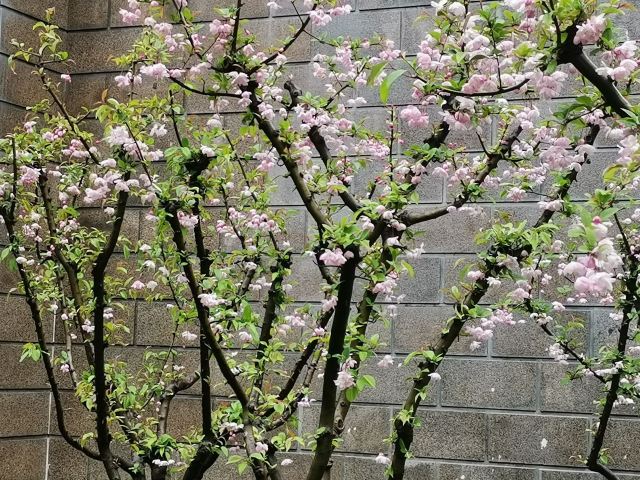 莘庄公园旅行图片 2