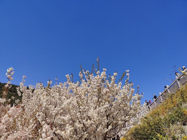 崂山大崂樱桃谷旅行图片 5