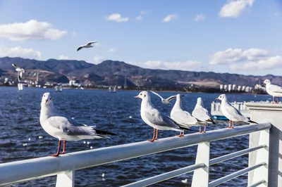 滇池海鸥观景点