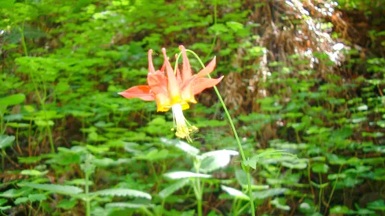 石灰窯州立公園