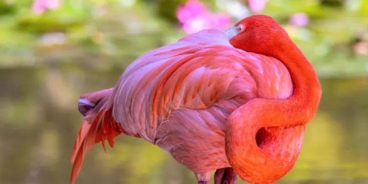 火烈鳥公園