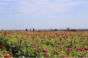 保定曲阳：石林花海迎接旅发大会