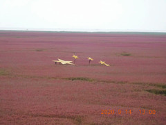 盘锦游记图片] 【穿越时空前“满”游】 2. 红海滩，碱蓬草死死生生的红映衬“廊桥爱梦”“稻梦空间”