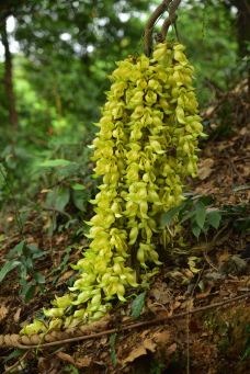 天鹿湖森林公园-广州-程途镜遇