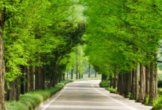 水杉林荫路景点图片