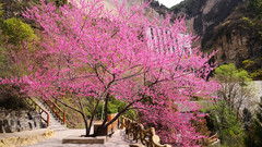 长治游记图片] 2021春游山西小记(大同应县五台运城长治9日自由行)-长治太行山大峡谷及完结篇