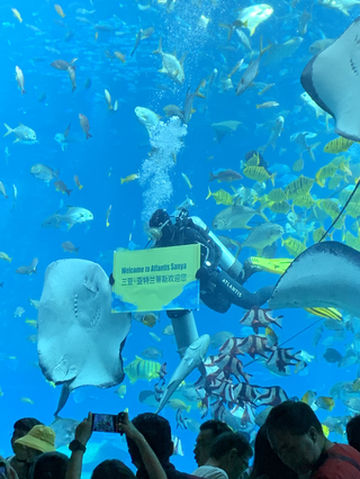 三亚亚特兰蒂斯亲子游