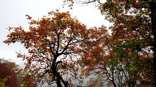 少华山红叶节福利-第四季