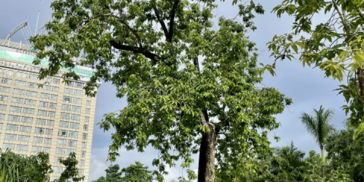 中緬友誼長青樹