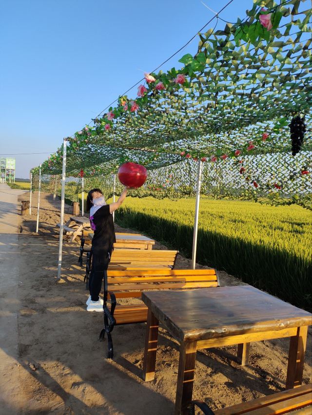 辽中蒲河稻乡稻田画景区旅行图片 7