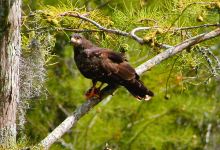 Arthur R. Marshall Loxahatchee National Wildlife Refuge景点图片