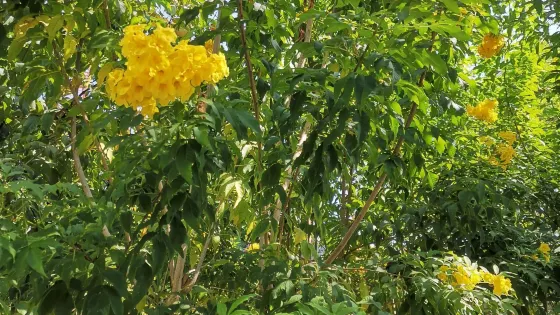 麒麟山公園