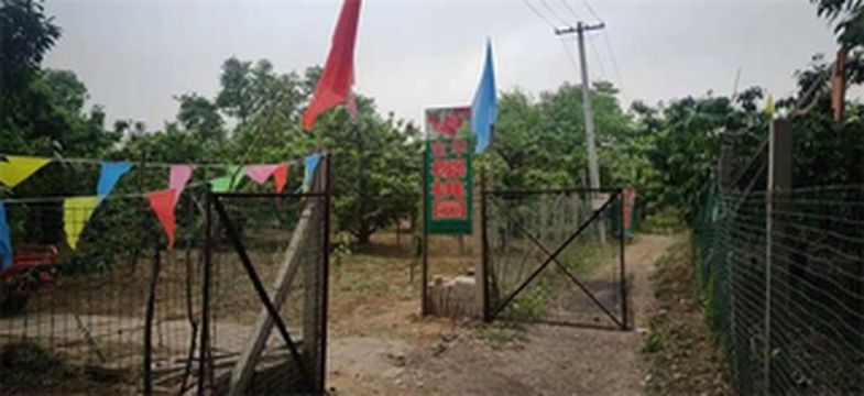 通州西集宝华樱桃采摘园,果香不怕巷子深,樱桃鲜红欲滴引客来!